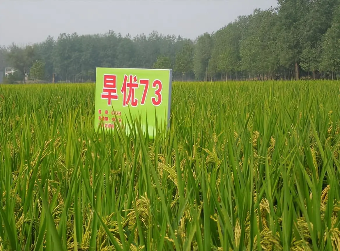 陆稻和旱稻的区别，旱稻谁发明的