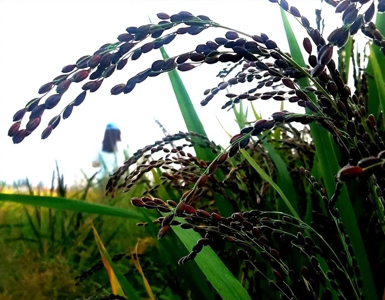 陆稻和旱稻的区别，旱稻谁发明的